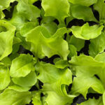 Ab Sofort Salat- und Blumenkohlsetzlinge aus eigener Produktion!